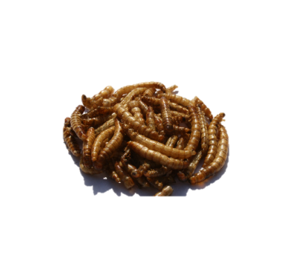 Freeze Dried Mealworms